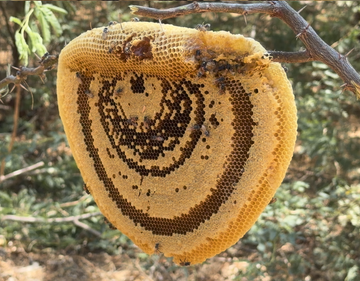 Honey From Palmyara Tree