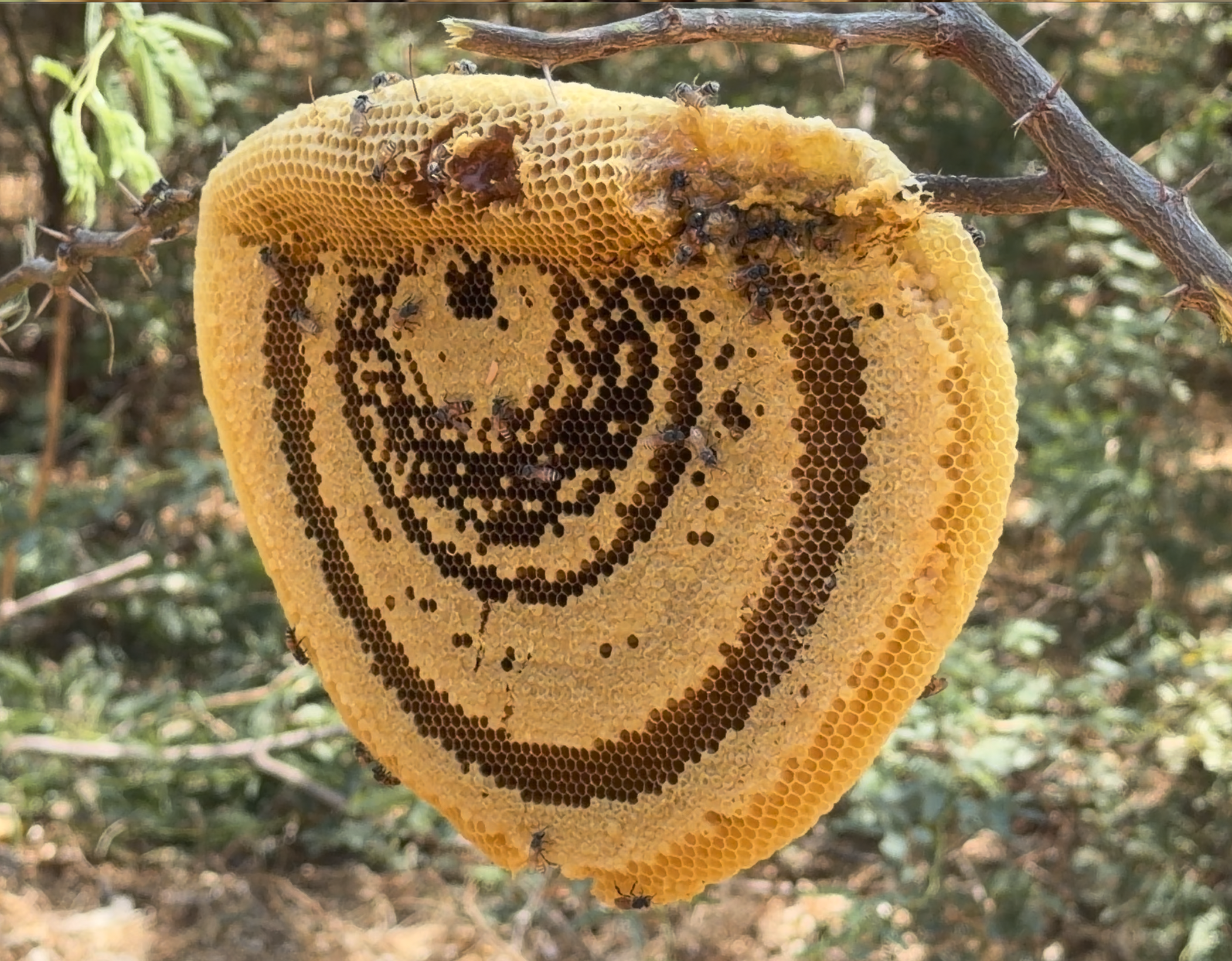 Honey From Palmyara Tree